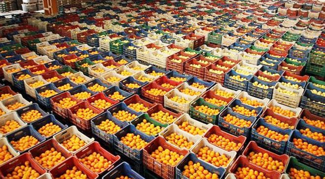 Ege’nin narenciye üretiminde yüksek artış bekleniyor