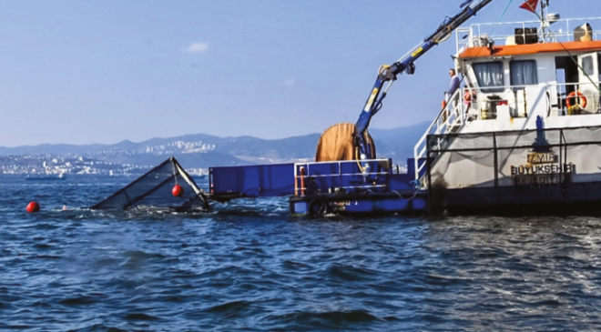 Körfez Nefes Alacak: Deniz patlıcanları Görev Başında