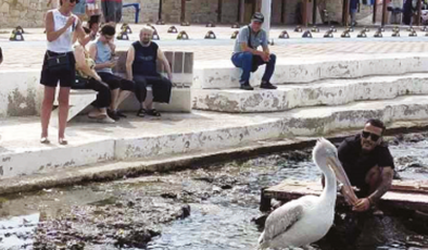 Pelikan ’Tosun’ bu yaz da Foça’yı tercih etti