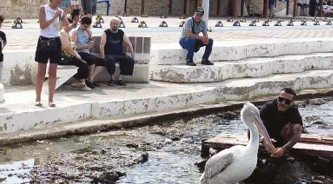 Pelikan ’Tosun’ bu yaz da Foça’yı tercih etti