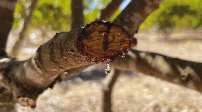 10 yıl önce dikilen sakız ağaçlarına ilk çizikler atıldı