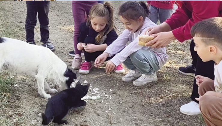 Kedi ve köpeğin dostluğuna tanıklık ettiler