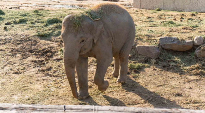 Doğal Yaşam Parkının Fili Deniz, Gaziantep’e Gidiyor