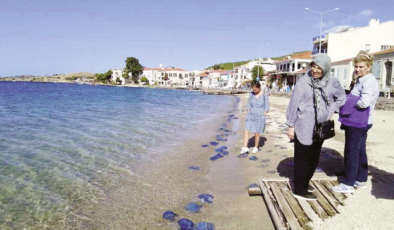 Foça plajlarında denizanası istilası: Yüzlercesi kıyıya vurdu