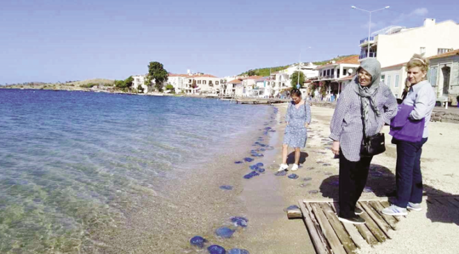 Foça plajlarında denizanası istilası: Yüzlercesi kıyıya vurdu
