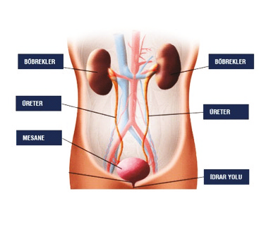 Böbrek ve İdrar Yolu Hastalıkları