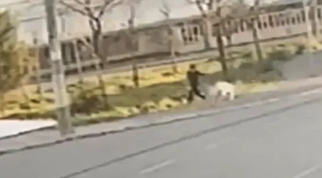 İzmir’de sokak köpeklerinin saldırdığı 8 yaşındaki Süleyman yaralandı