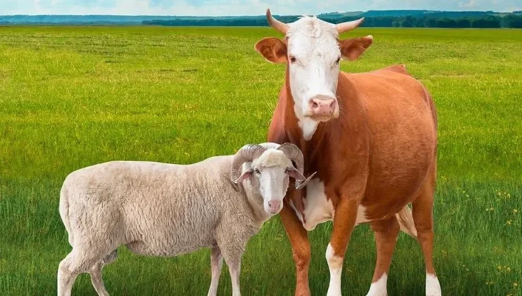Kurban Bayramı öncesi hastalık ve kesimlere ilişkin tedbirler alındı