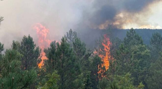 İzmir’in 3 ilçesinde çıkan orman yangınlarına müdahale ediliyor