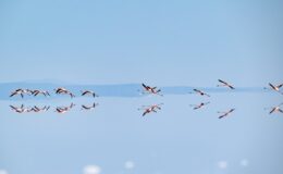 Kuraklık Tuz Gölü’ndeki flamingo sayısını düşürdü