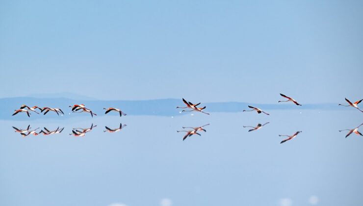 Kuraklık Tuz Gölü’ndeki flamingo sayısını düşürdü
