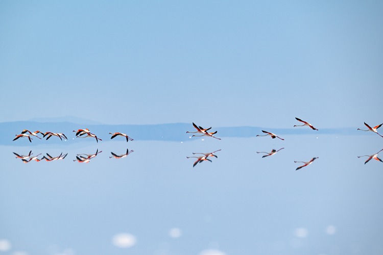 Kuraklık Tuz Gölü’ndeki flamingo sayısını düşürdü