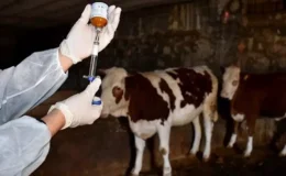 Şap hastalığı 2 ilde başladı, hızla yayılıyor! Büyük tehlike kapıda