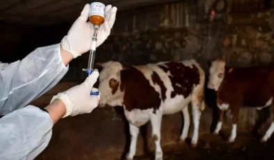 Şap hastalığı 2 ilde başladı, hızla yayılıyor! Büyük tehlike kapıda