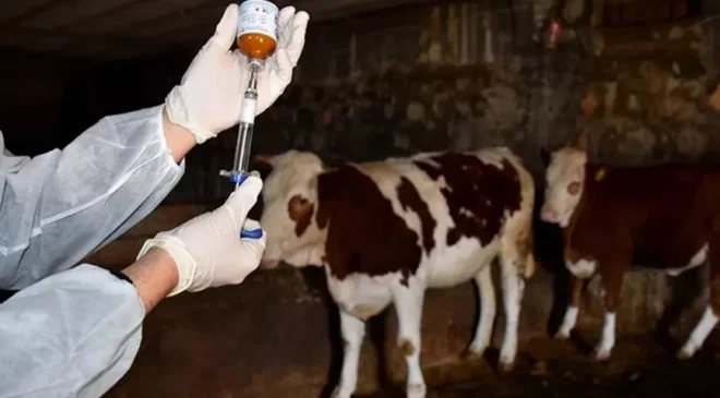 Şap hastalığı 2 ilde başladı, hızla yayılıyor! Büyük tehlike kapıda
