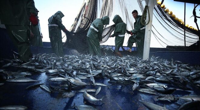 Ege’de sezonu açan balıkçılar avdan umutla döndü