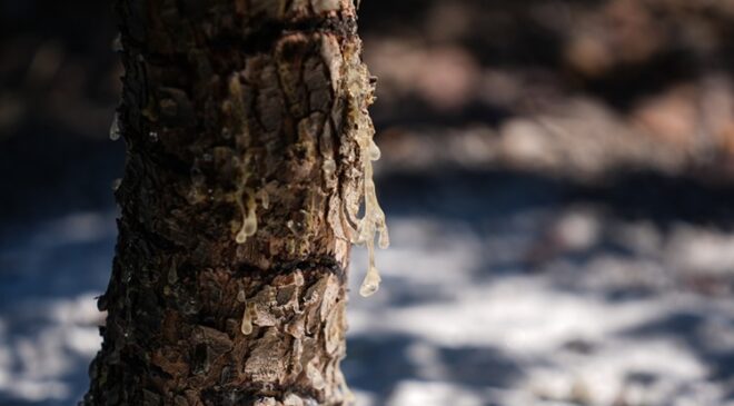 İzmir’de “altın damlayan ağaç” sayısı 15 yılda 100 kat arttı