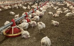 Tavuk ihracatı durduruldu