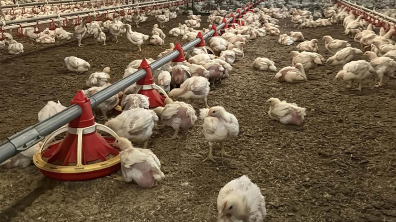 Tavuk ihracatı durduruldu