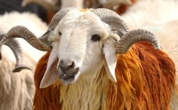 Vekalet yoluyla kurban kesim bedelleri belirlendi