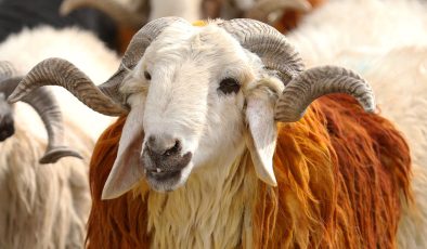 Vekalet yoluyla kurban kesim bedelleri belirlendi