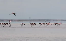 Türkiye’deki Tuz Gölü’nde kurulan flamingo ‘köyü’, yaklaşık 12.800 yavru flamingonun yetiştirilmesine yardımcı oluyor.