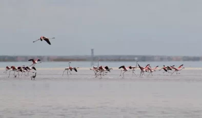 Türkiye’deki Tuz Gölü’nde kurulan flamingo ‘köyü’, yaklaşık 12.800 yavru flamingonun yetiştirilmesine yardımcı oluyor.