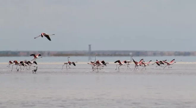Türkiye’deki Tuz Gölü’nde kurulan flamingo ‘köyü’, yaklaşık 12.800 yavru flamingonun yetiştirilmesine yardımcı oluyor.
