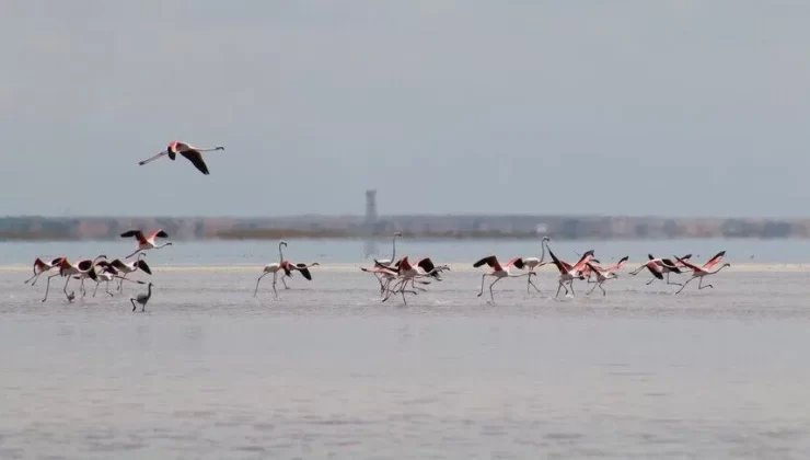 Türkiye’deki Tuz Gölü’nde kurulan flamingo ‘köyü’, yaklaşık 12.800 yavru flamingonun yetiştirilmesine yardımcı oluyor.