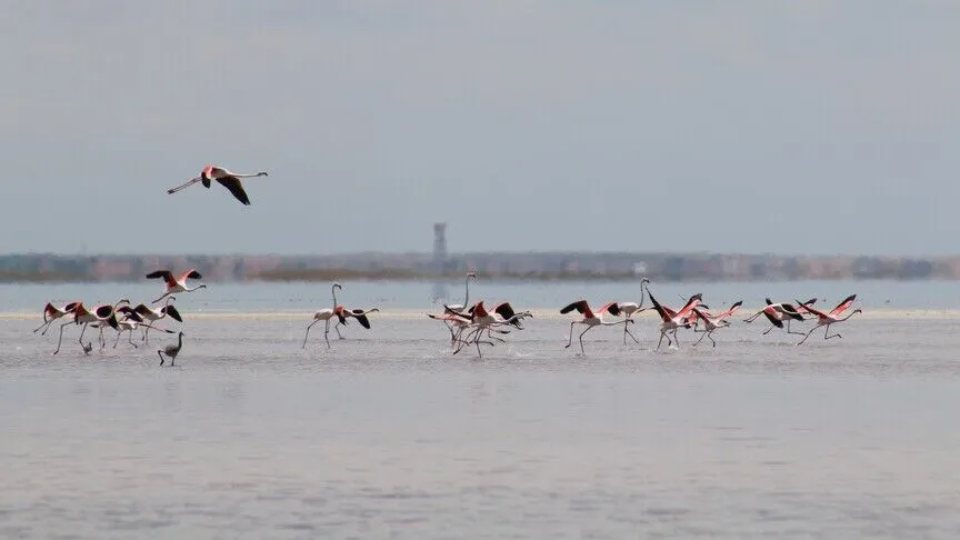 Türkiye’deki Tuz Gölü’nde kurulan flamingo ‘köyü’, yaklaşık 12.800 yavru flamingonun yetiştirilmesine yardımcı oluyor.