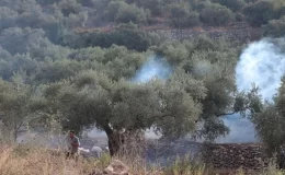 İsrail işgalcileri, işgal altındaki Batı Şeria’da Filistinli çiftçileri ordunun kovması sırasında zeytin ağaçlarını yakıyor.