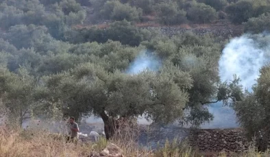 İsrail işgalcileri, işgal altındaki Batı Şeria’da Filistinli çiftçileri ordunun kovması sırasında zeytin ağaçlarını yakıyor.